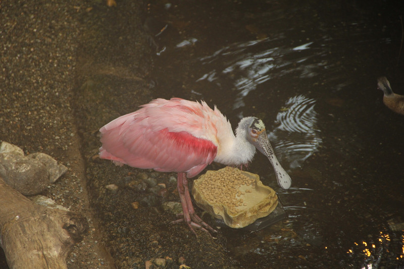 Interesting tropical bird in the Biodome