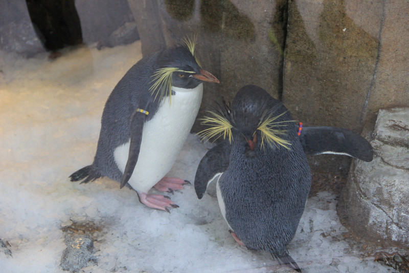 Penguins in the Biodome