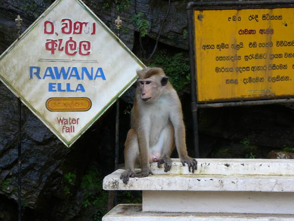 No Monkey Business!