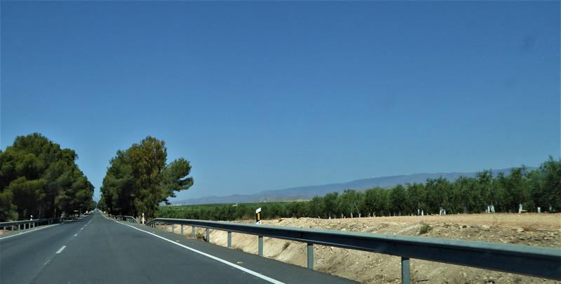 la route au milieu des oliviers
