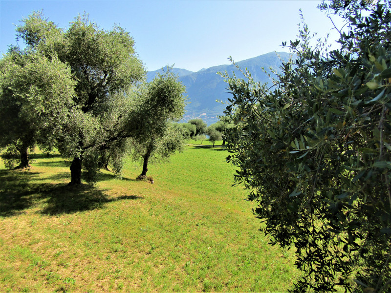 un champ d'oliviers dans les Alpes!!!!