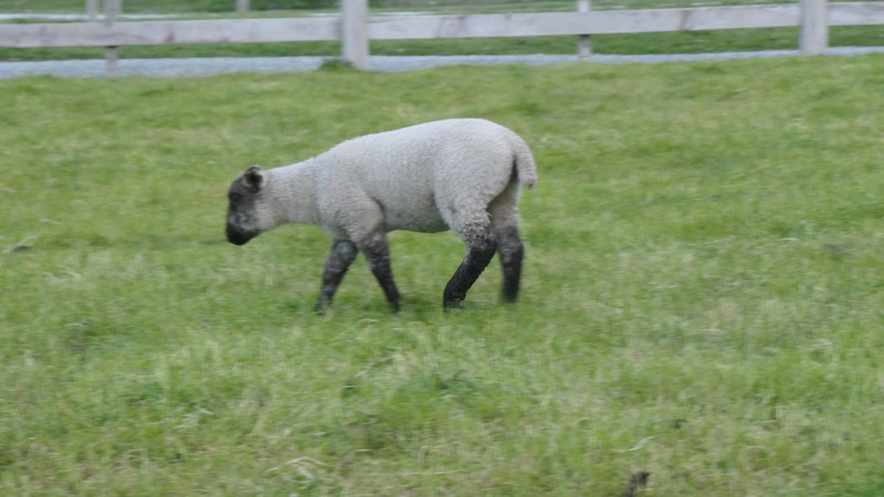 l'agneau NZ