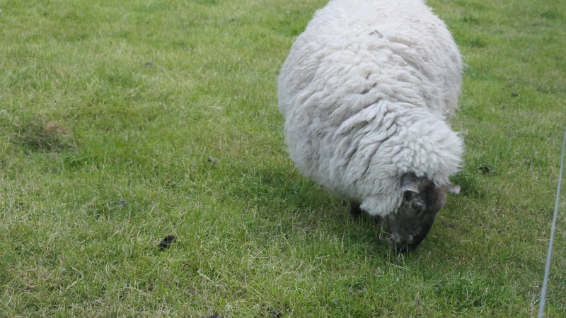 le mouton Néo Zélandais