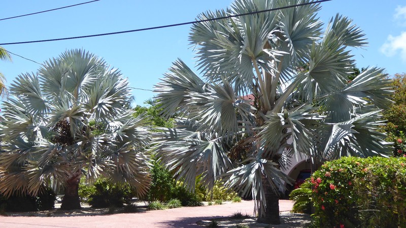 là c'est les palmiers que j'aime
