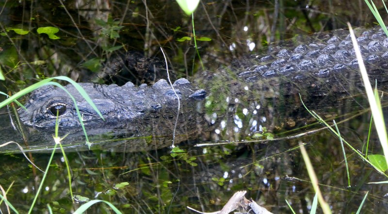 mon premier alligator