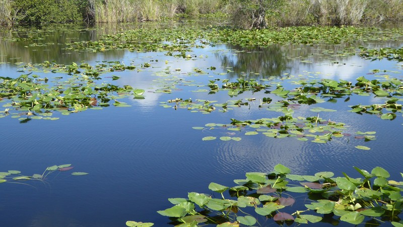 étang à alligators
