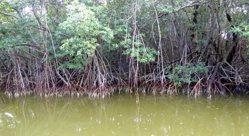 la mangrove géante ici