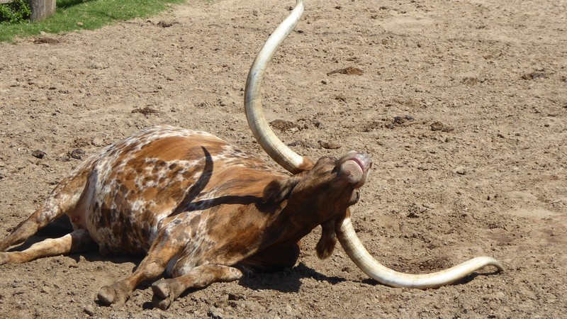 super le repose tête