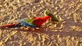 des perroquets sur la plage