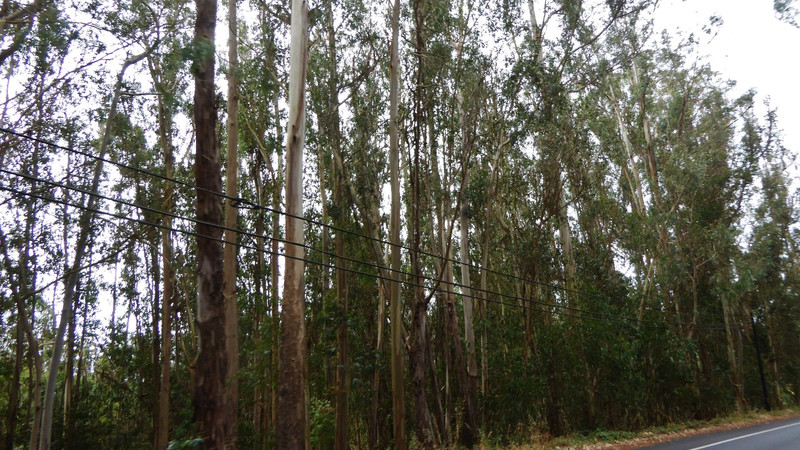 l'eucalyptus