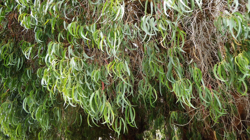 l'eucalyptus et son odeur