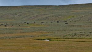 troupeau de bisons