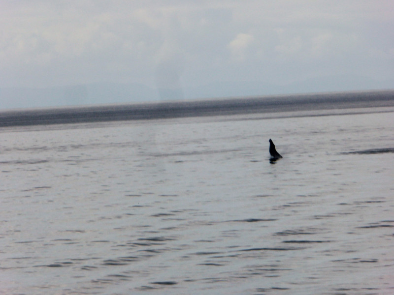 orque sauteur