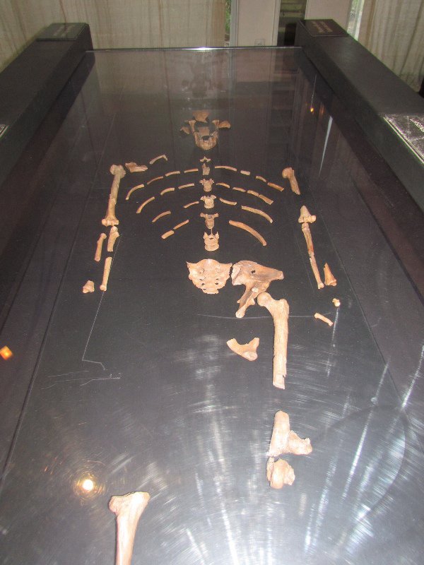 Lucy the oldest known skeleton 