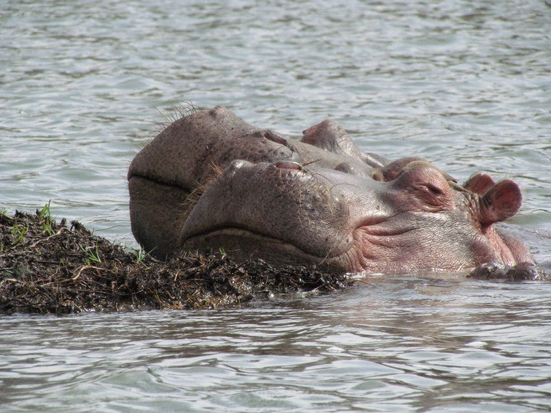 Hippo cruise