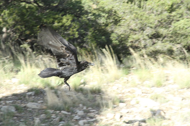 Les corbeaux toujours aussi nombreux dans le Grand Canyon