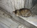 Cat in Hajia Sofia