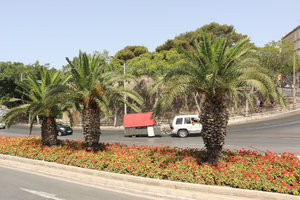 well manicured street vegetation