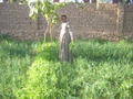 Salahm in his garden