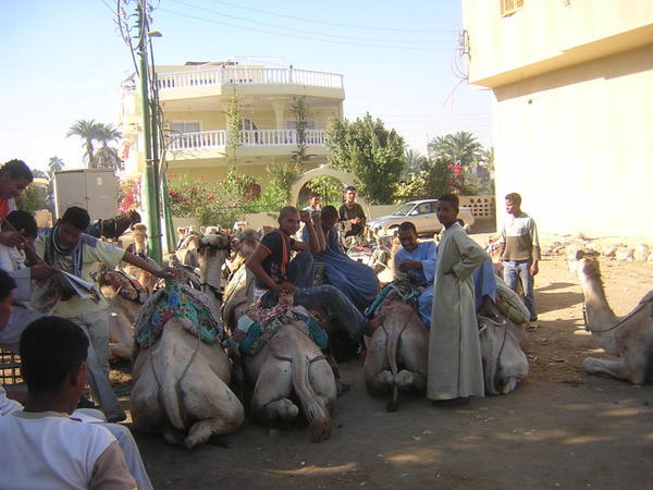camel boys