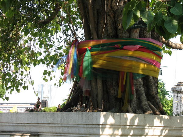 sacred banyan tree