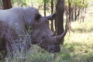 Swazi rhino