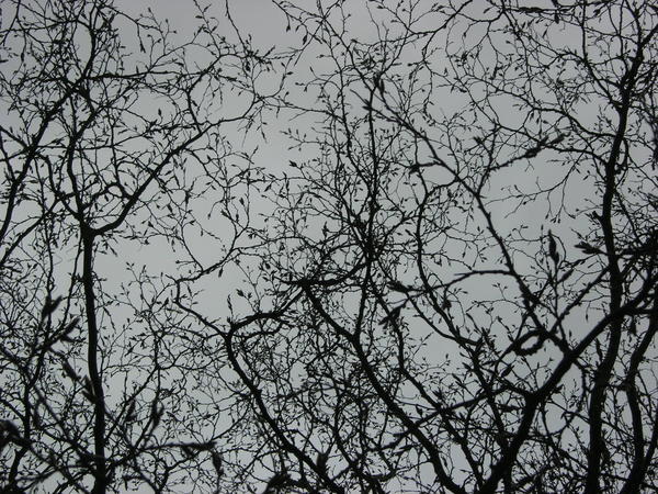 Arty trees and an overcast London sky