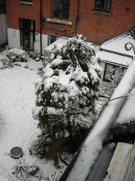 Snow in next door's yard