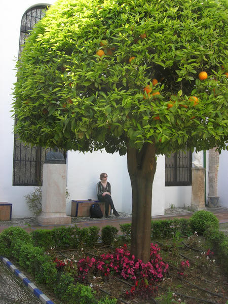 A typical Andalucian courtyard
