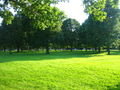 Lush greens at the park