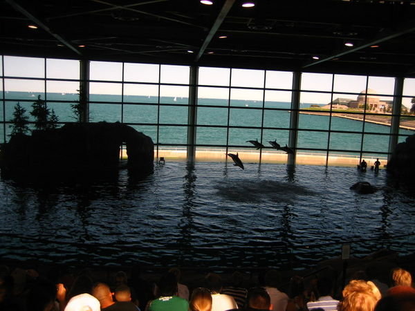 My first dolphin show!