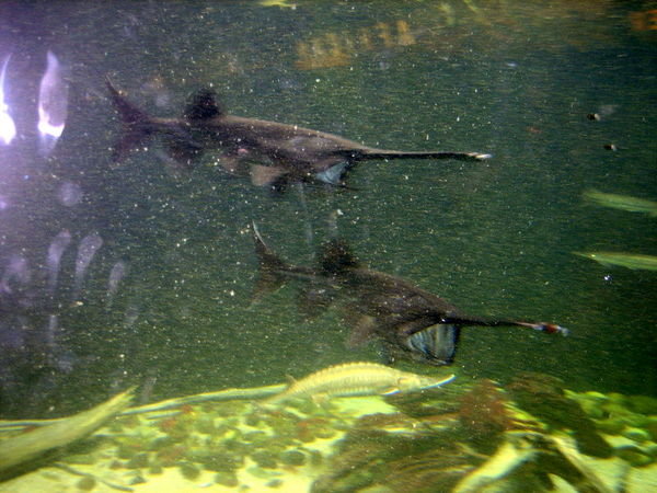 Paddlefish are river-dwellers
