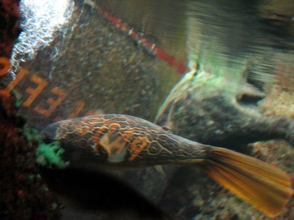 Deflated Puffer Fish