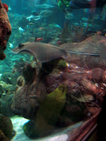 Manta Ray swims over Moray Eel