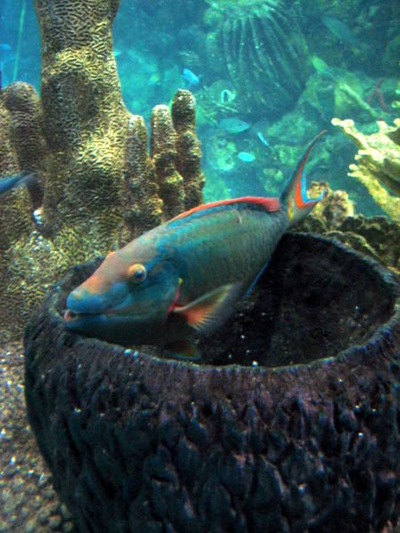 This Parrotfish asked me to take her picture, hehe!