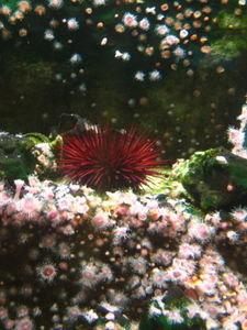 A red sea urchin