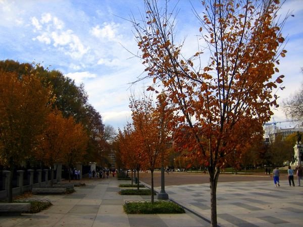 Orange trees along Pennsylvania Ave