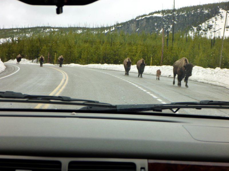 A herd of bison rule the road