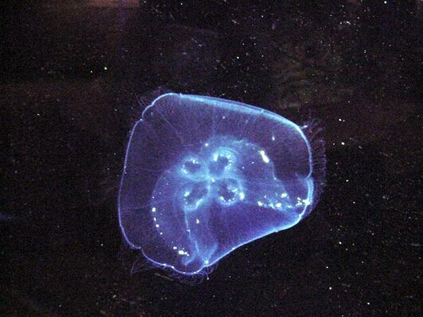 Jellyfish at the Underwater World
