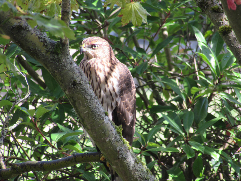 Hawk in tree by our window 