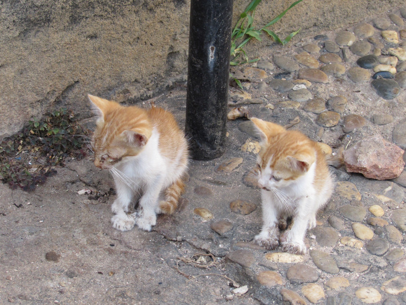 Lots of street cats around the Kasbah