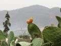 Prickly pear cactus fruit at Volubilis