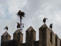 Storks in the Fes Mellah
