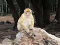 Barbary macaque 