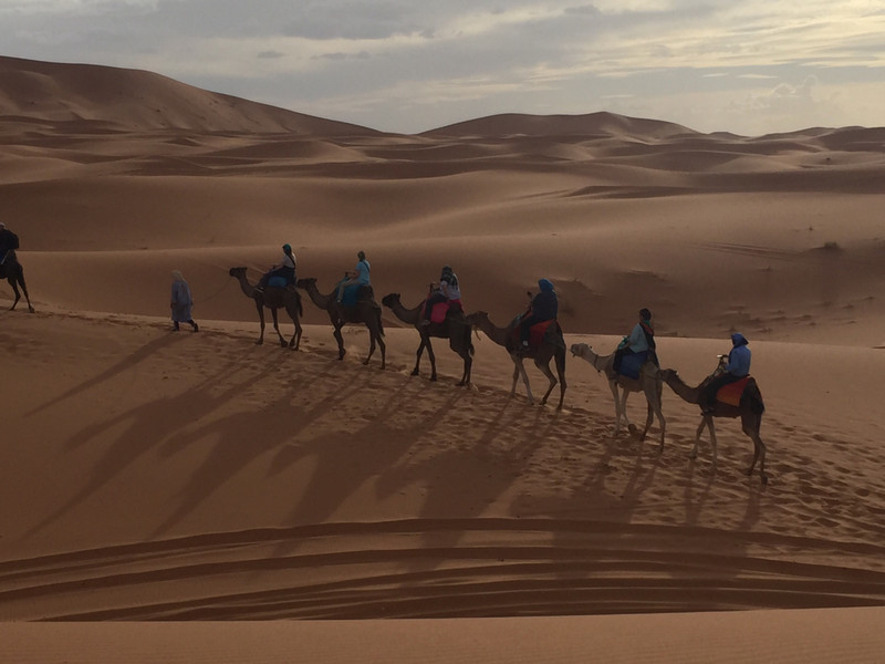 Camels and shadows