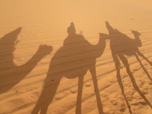 Camel shadows!