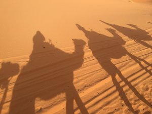 Camel shadows on morning ride
