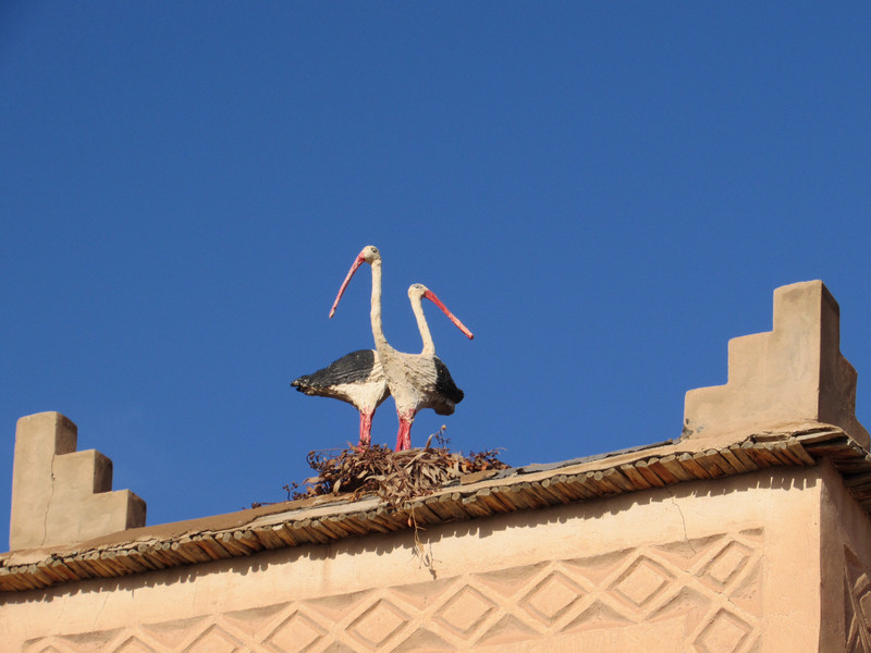 Cute fake storks nest on the roof of the Ksar Kaissar