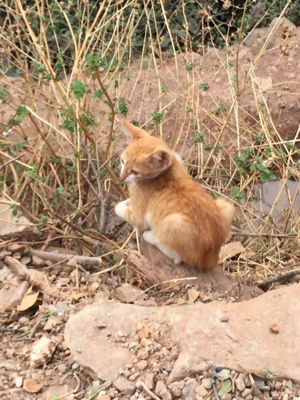 Kitty in Berber village