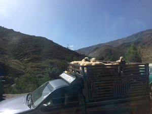 Sheep on top of truck